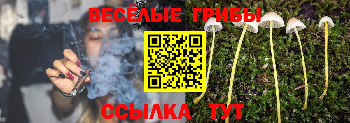 Боровичи  Псилоцибиновые грибы Psilocybine cubensis  Вход с VPN 